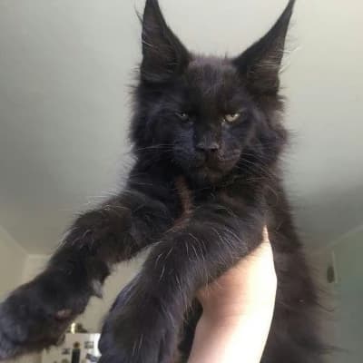 Casper the Maine Coon cat thumbnail