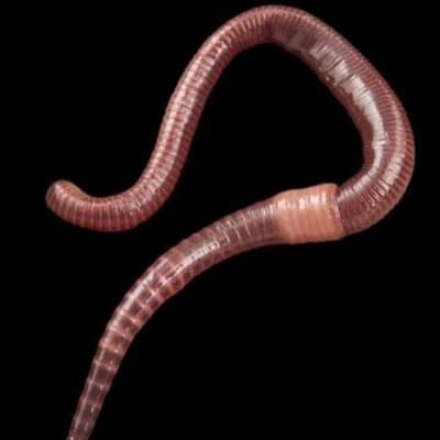 Larva thumbnail