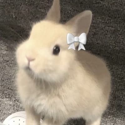 my mini bunny thumbnail