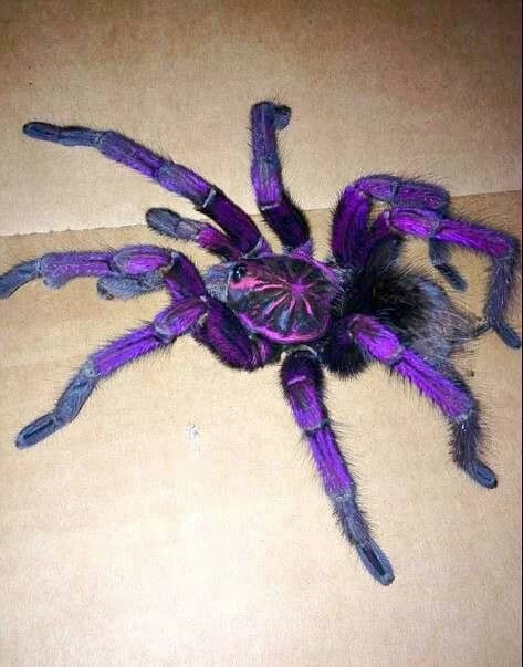 Amatist spider thumbnail