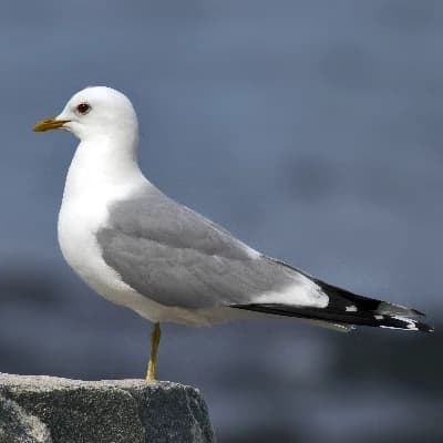 seagull thumbnail