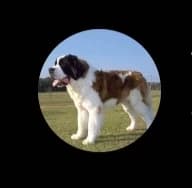 Your dog thumbnail
