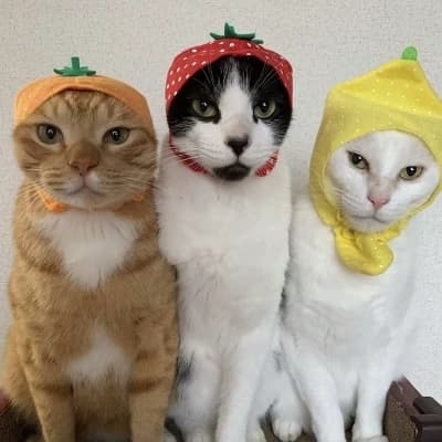 Ethan, Elias and Erick - The Three Craziest Cats thumbnail