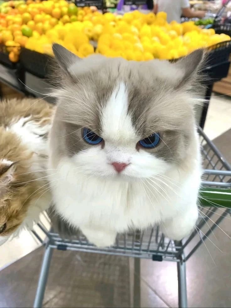 Your a cat thumbnail