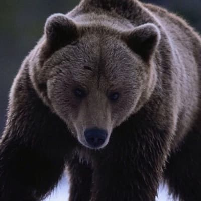 Grizzar thumbnail