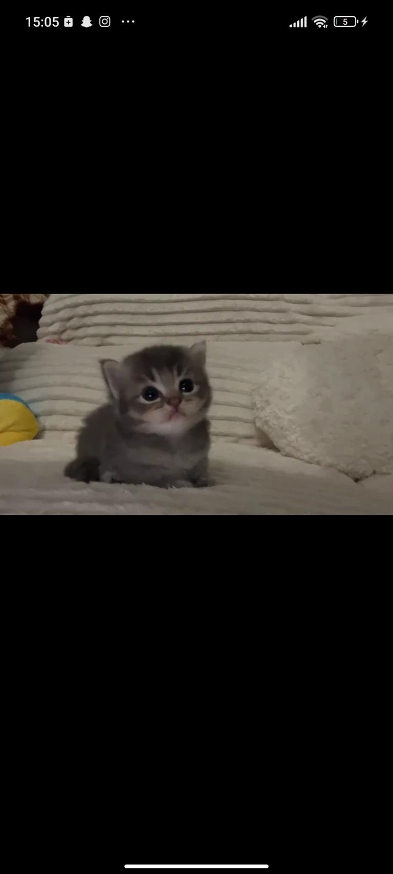 Kittens thumbnail