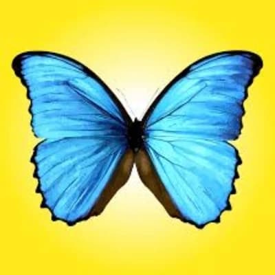 Butterfly  thumbnail