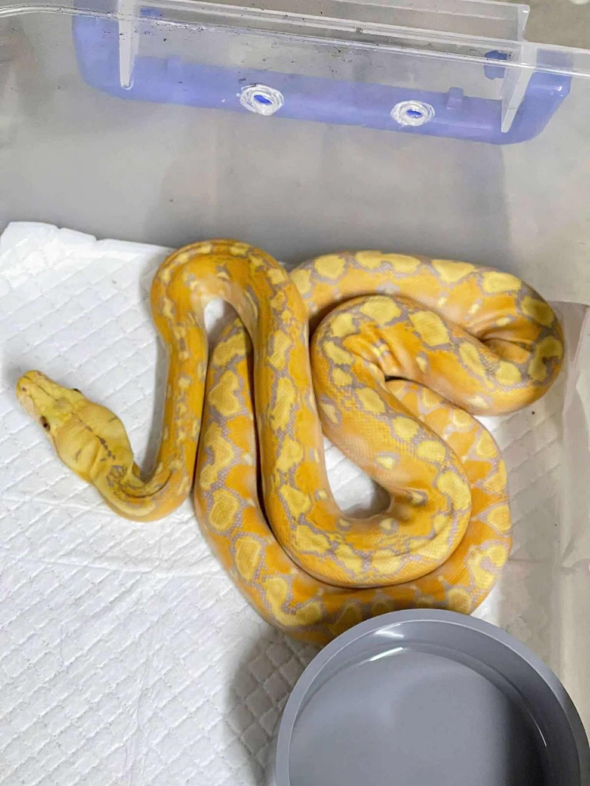 Pet thumbnail