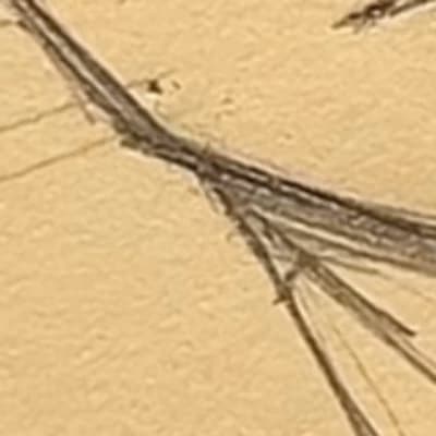Dr. Miles Thompson thumbnail