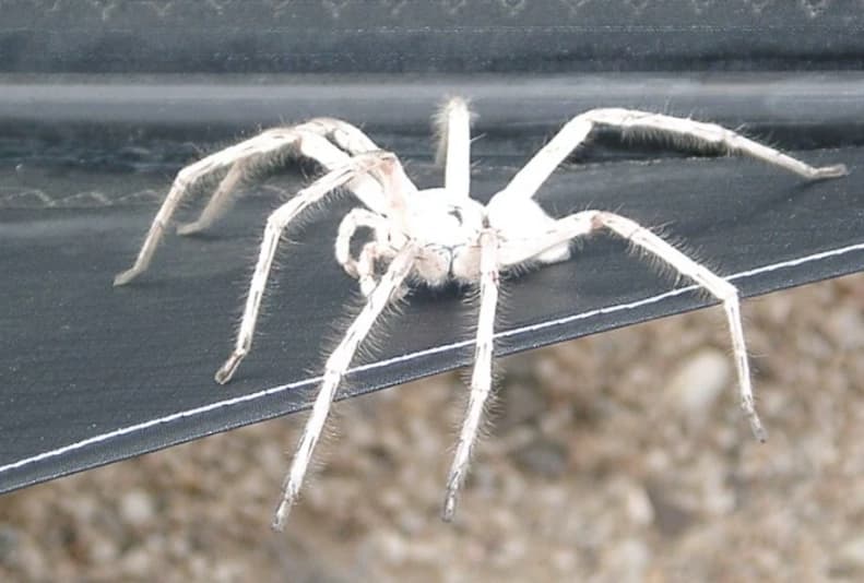 White spider* thumbnail