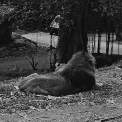 Seekor of the lion thumbnail