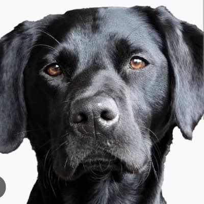 Dogs thumbnail