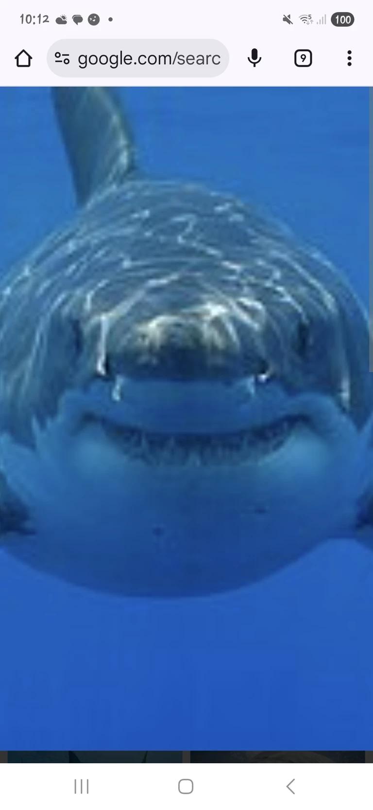 White Shark thumbnail