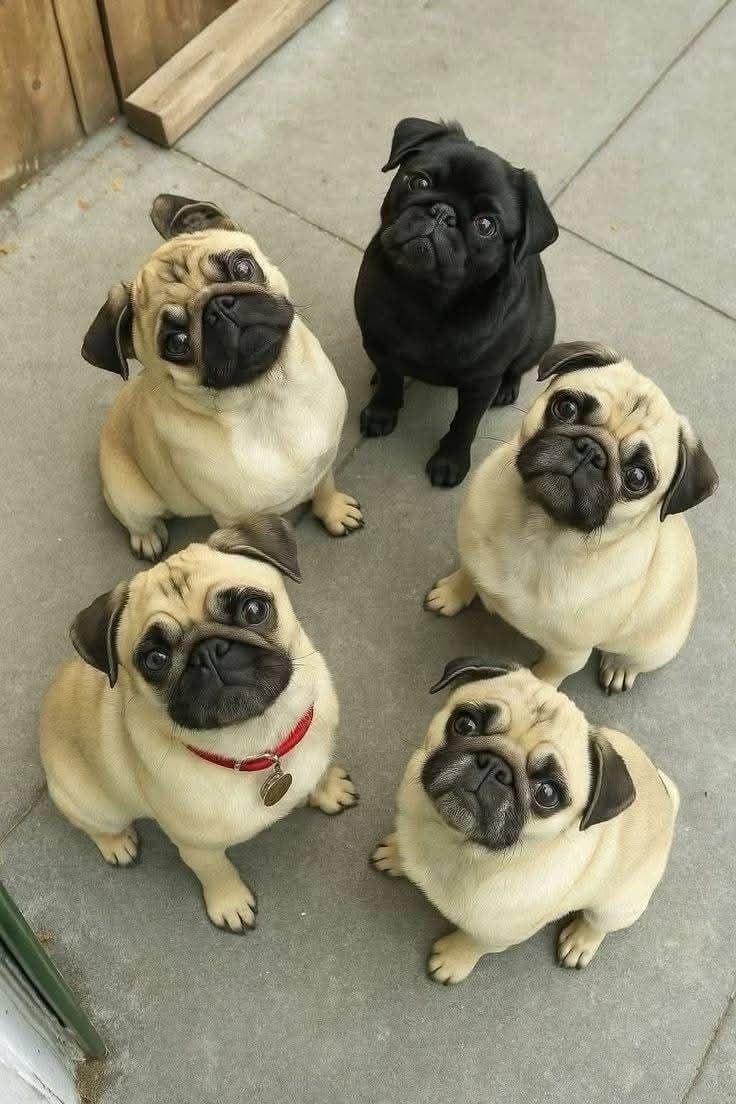 Pugs thumbnail