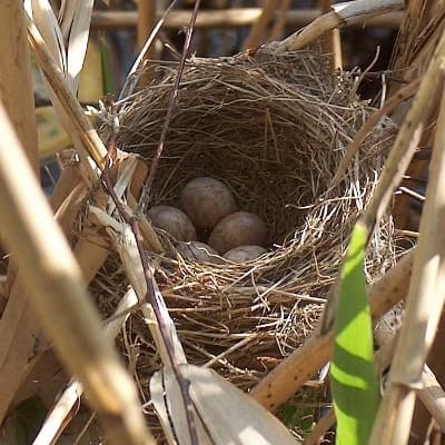 Bird's nest thumbnail