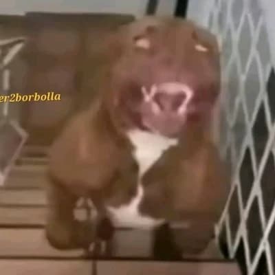 dog thumbnail