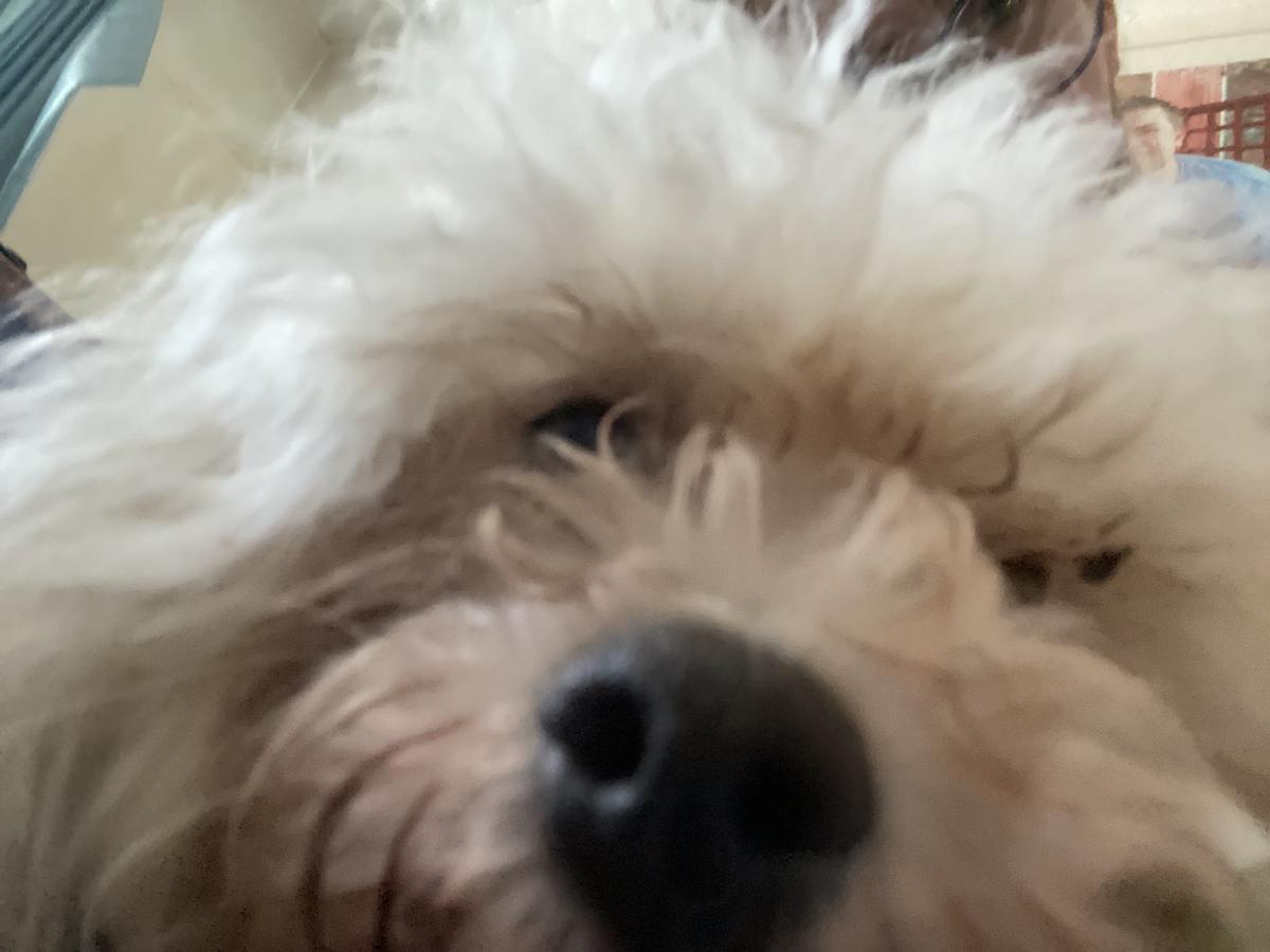 Dog thumbnail