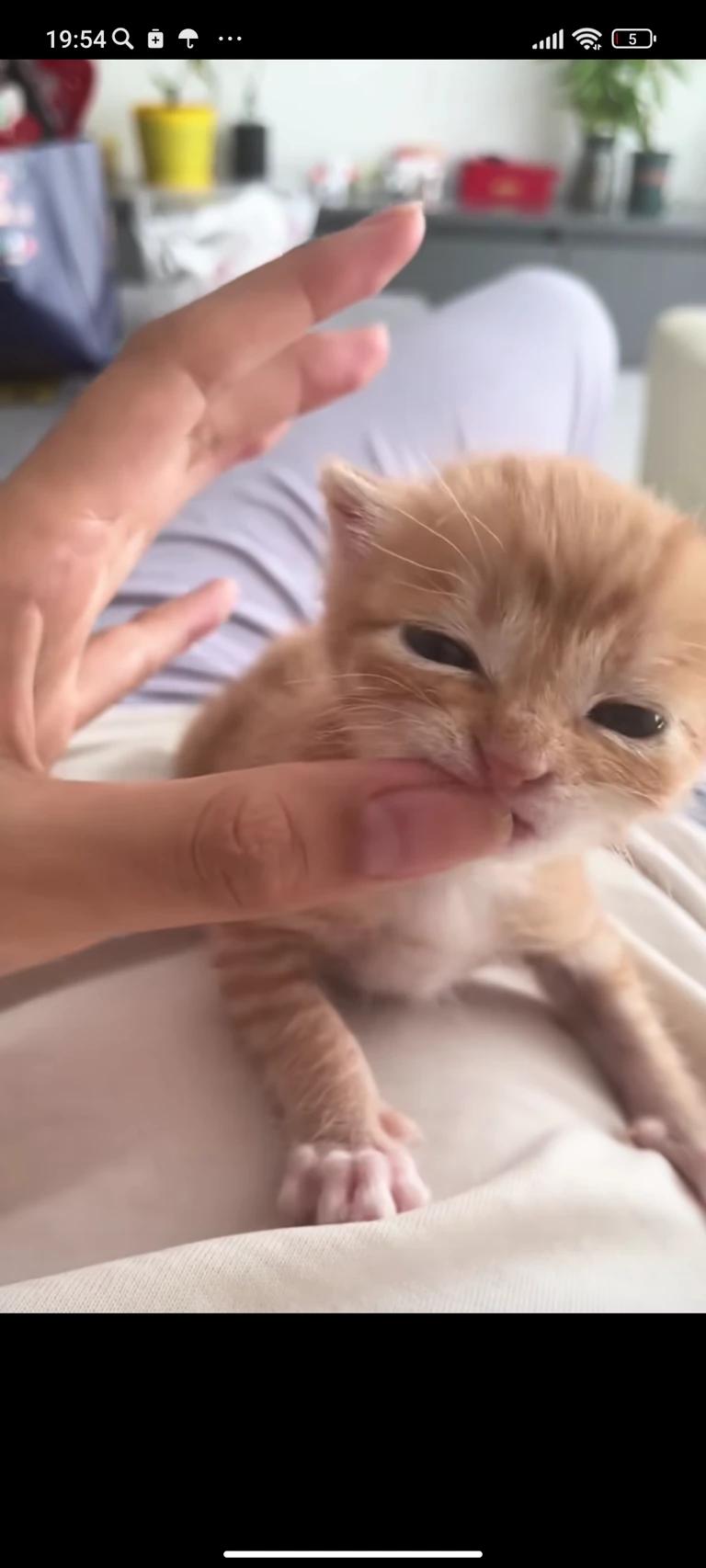 baby cat thumbnail