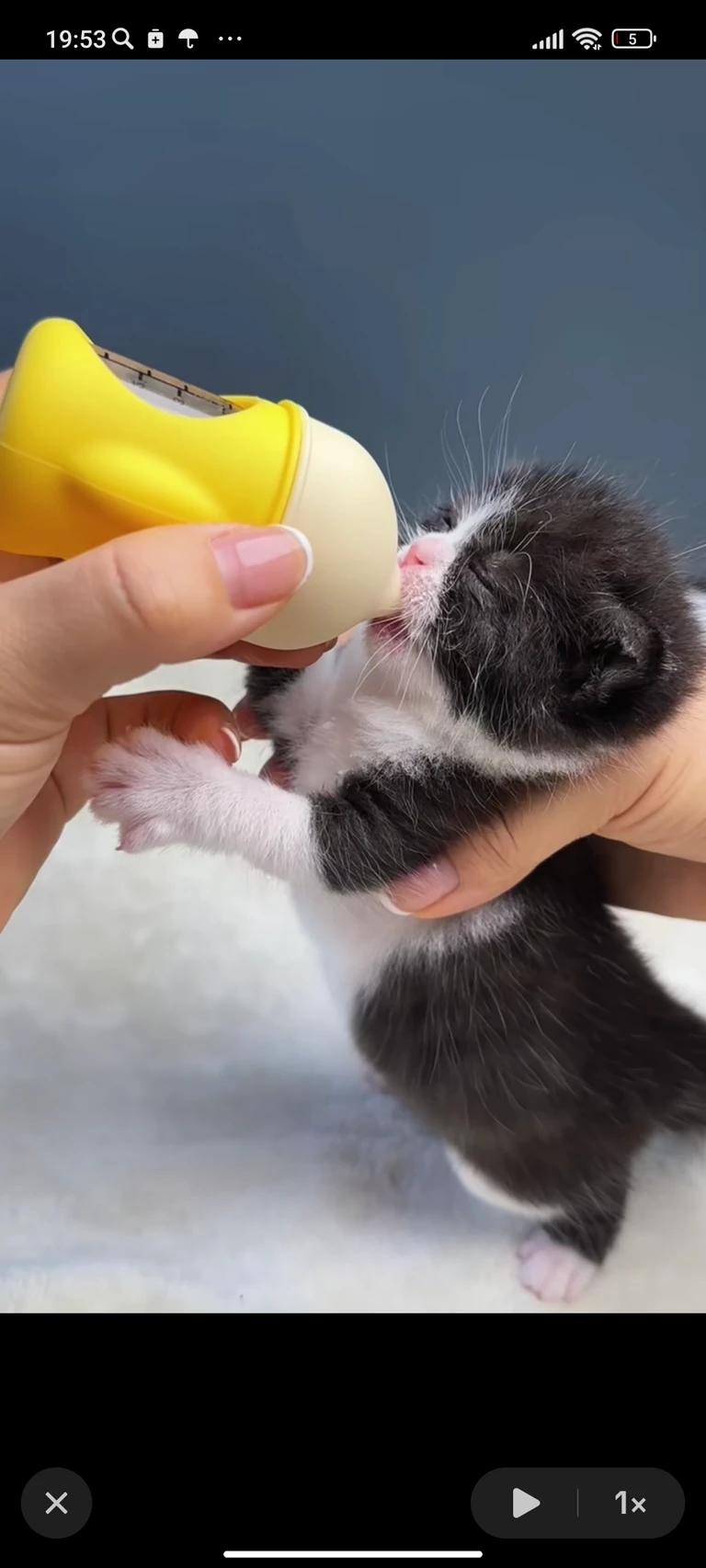 puppy cat thumbnail