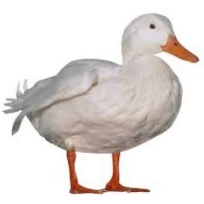 Annoying Duck thumbnail