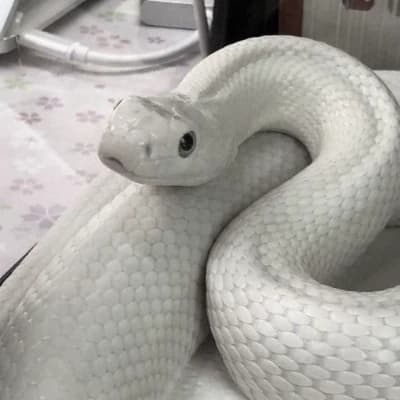 Naga thumbnail