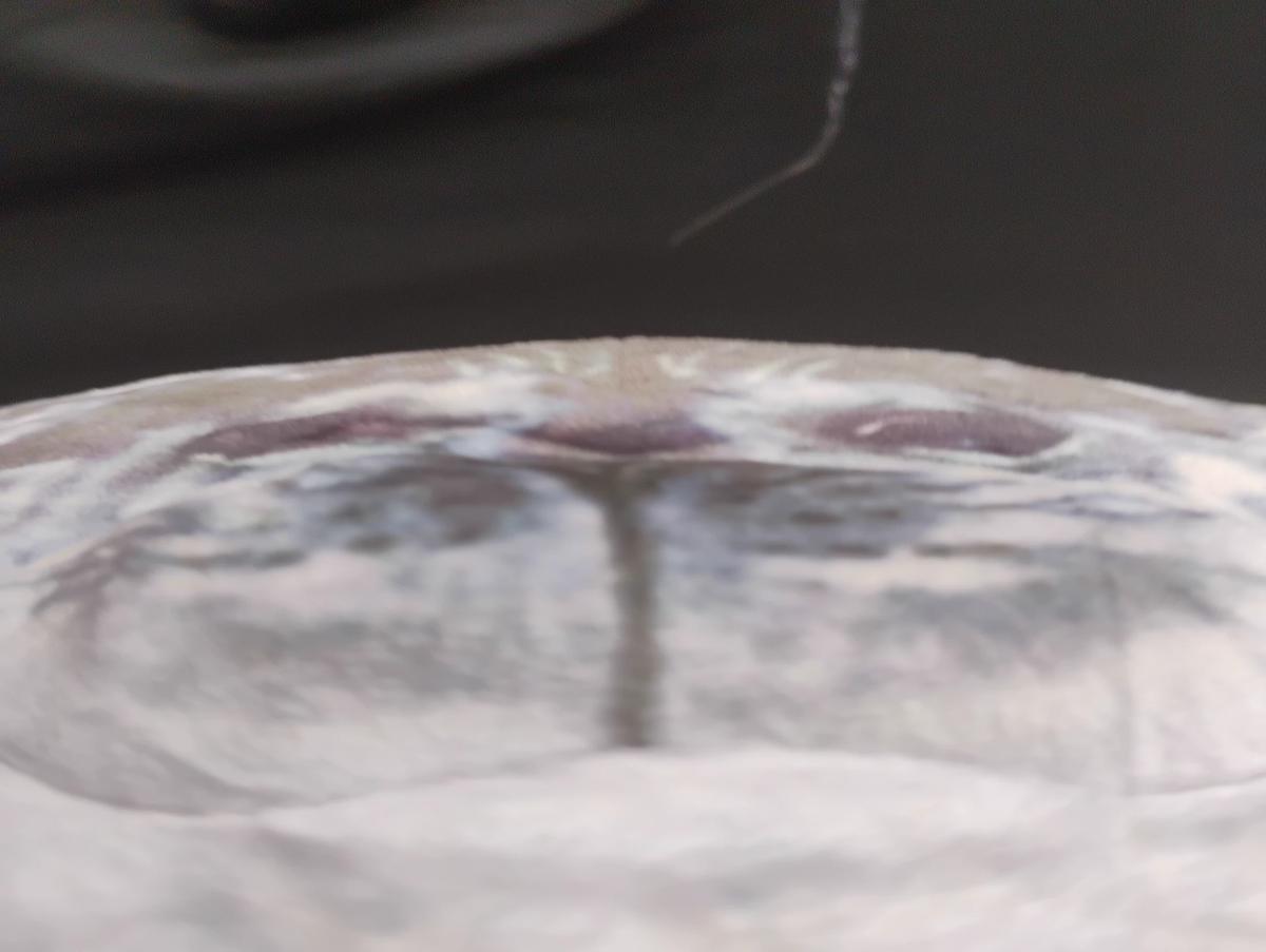 Seal thumbnail