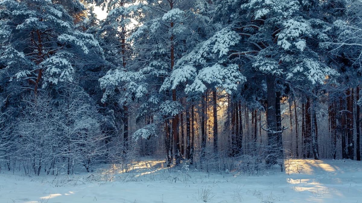 forest thumbnail