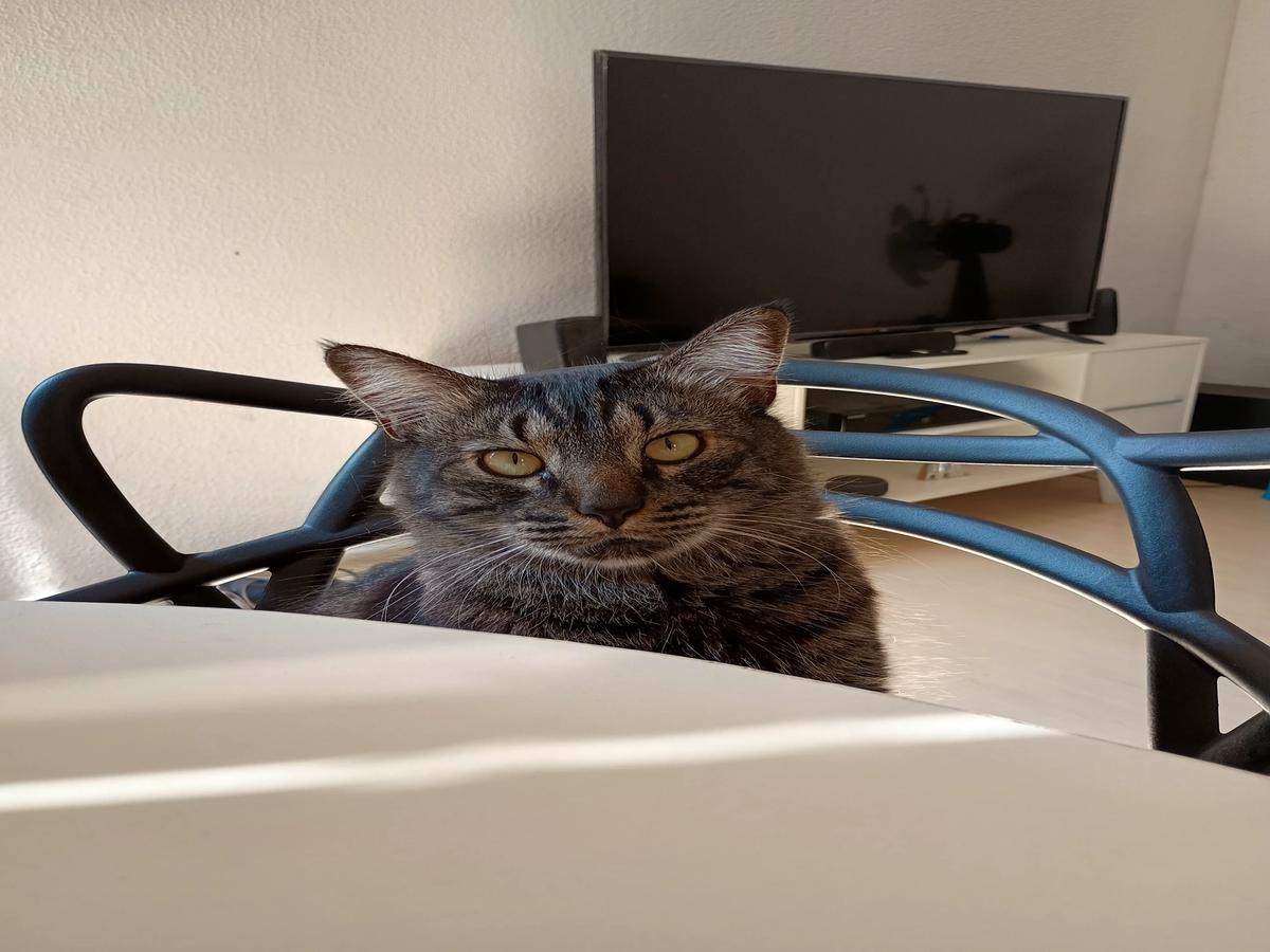 my cat thumbnail