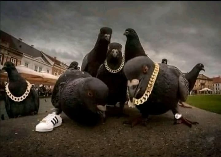 criminal pigeons thumbnail