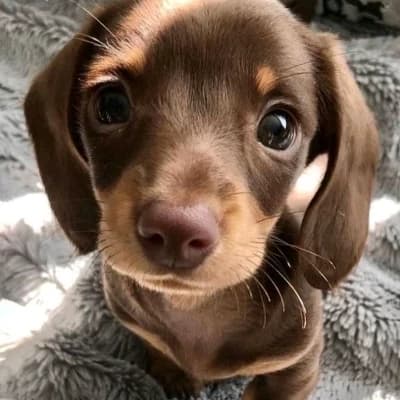 [🎀Your lovely dog] thumbnail