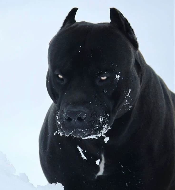 Zeus thumbnail
