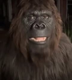 Crazy bigfoot thumbnail