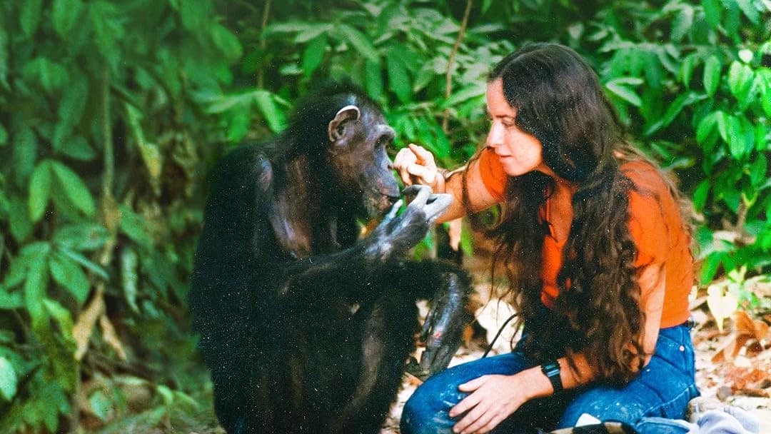 Chimpanzees thumbnail