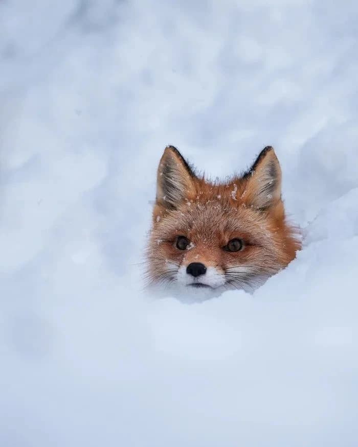 School everyday life of the fox thumbnail