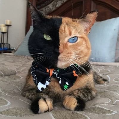 Salem Halloween Fresno thumbnail