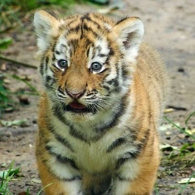 Tiger cub thumbnail