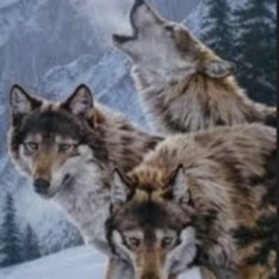 wolf family thumbnail
