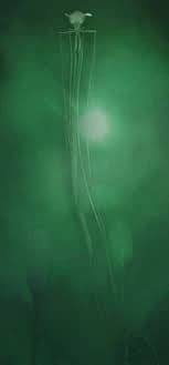 Bigfin squid thumbnail