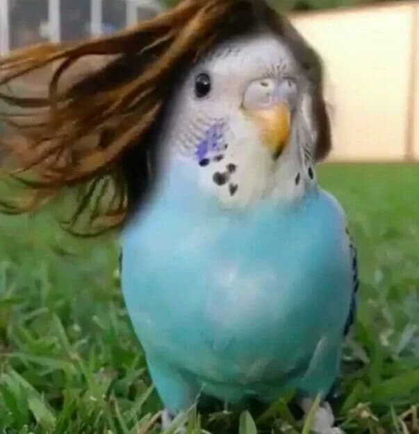 Your Pet Prikito thumbnail