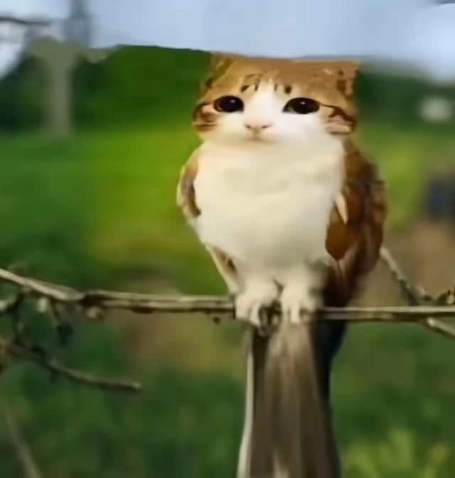 Meowl thumbnail