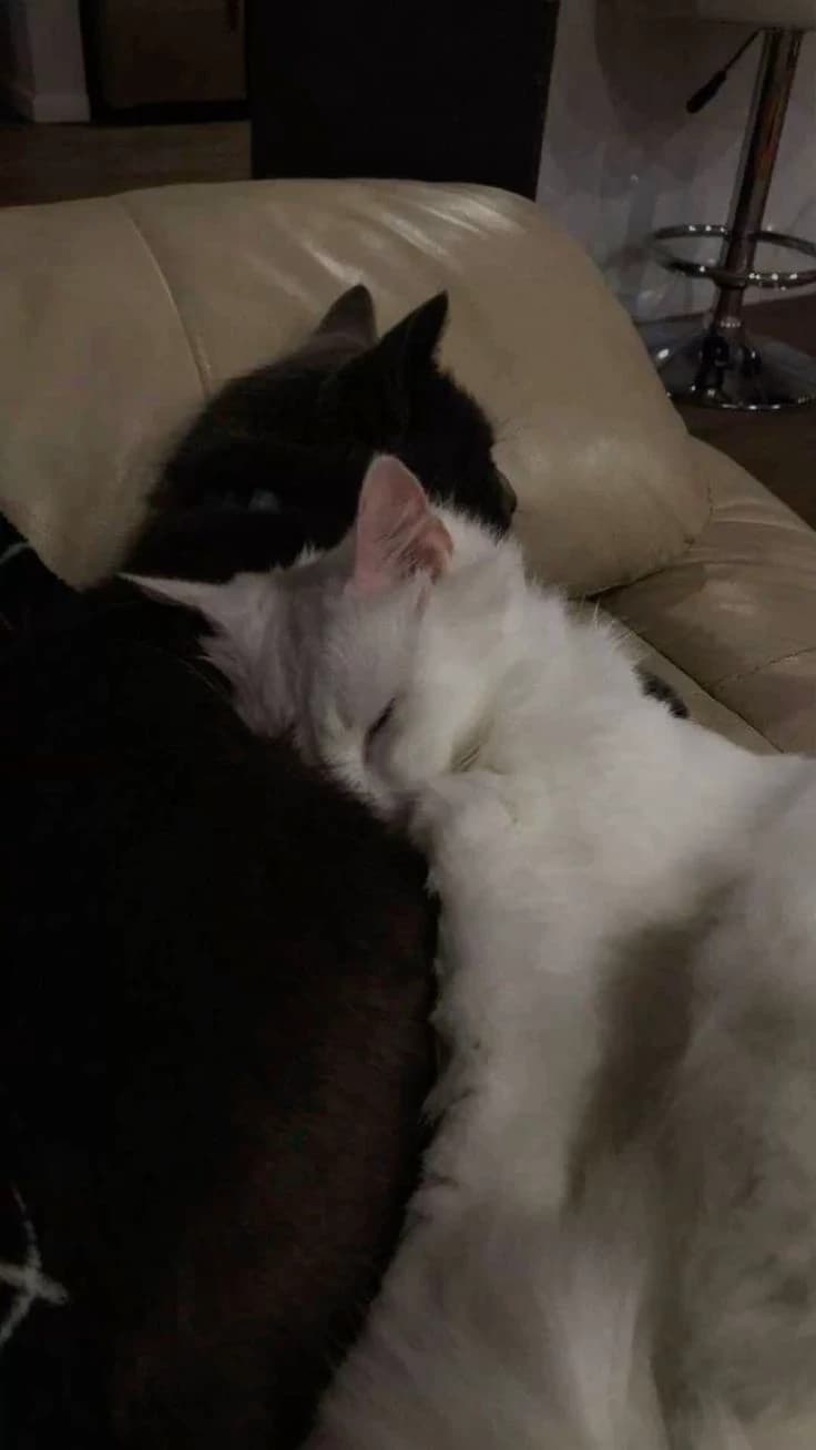 Cats thumbnail
