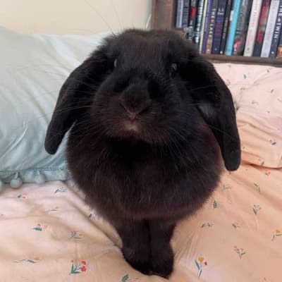 Black Bunny thumbnail