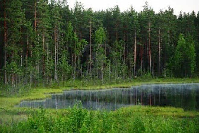 The Great Forest thumbnail