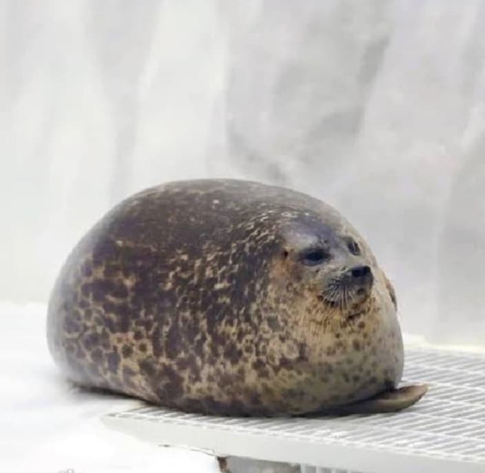 Seal 🦭 thumbnail