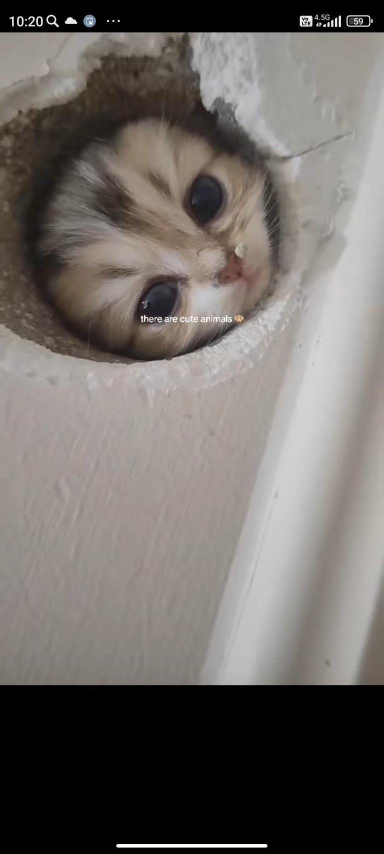 Kitten on your wall thumbnail
