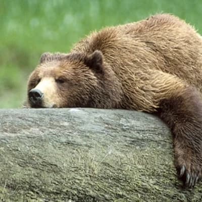 Bear encountered  thumbnail