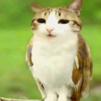 Meowl thumbnail
