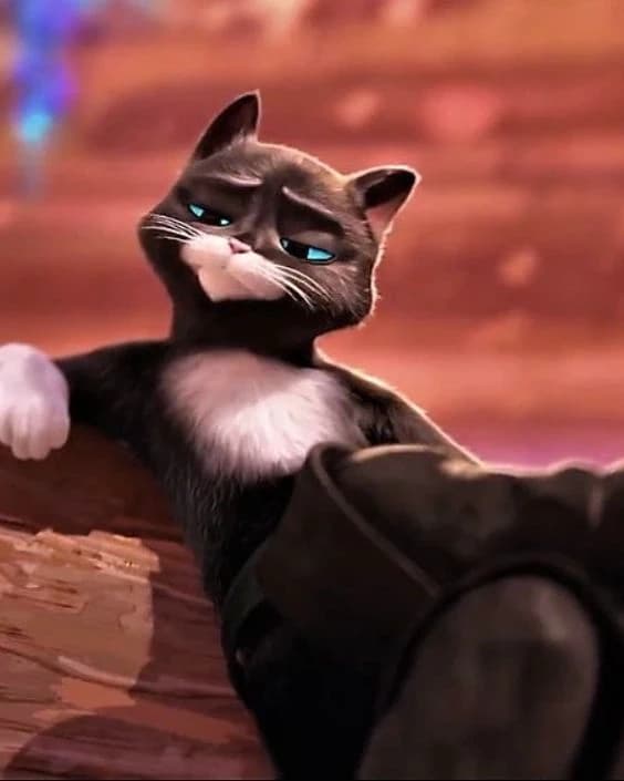 Kitty pata mansa thumbnail