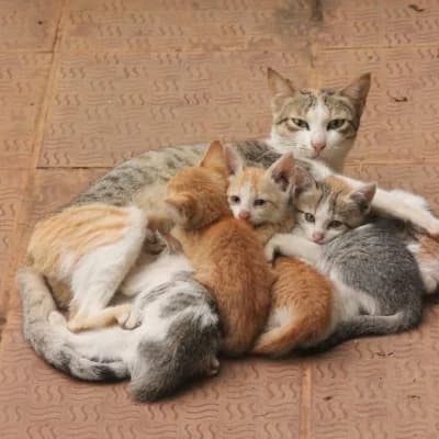 Mommy cat thumbnail