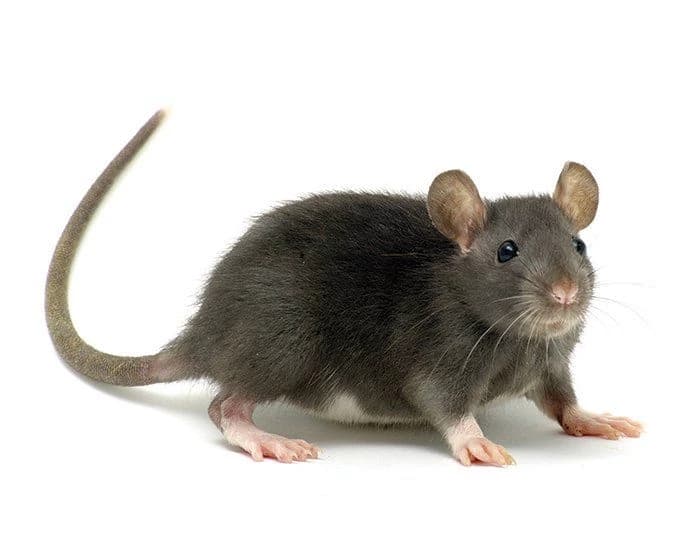 rat thumbnail